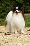 EPAGNEUL PAPILLON 039